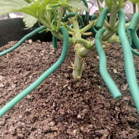 Crescendo Rbx1 growlog timeline photo