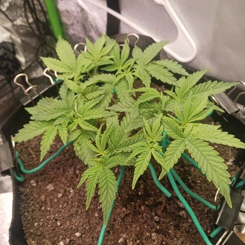 Crescendo Rbx1 growlog timeline photo