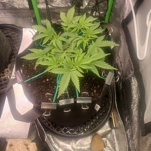 Crescendo Rbx1 growlog timeline photo