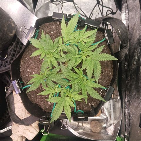 Crescendo Rbx1 growlog timeline photo