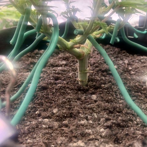 Crescendo Rbx1 growlog timeline photo