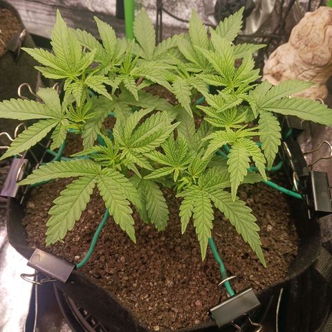 Crescendo Rbx1 growlog timeline photo
