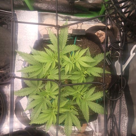 Crescendo Rbx1 growlog timeline photo