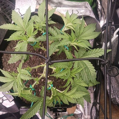 Crescendo Rbx1 growlog timeline photo