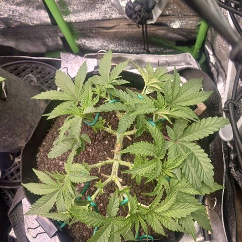 Crescendo Rbx1 growlog timeline photo