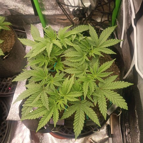 Crescendo Rbx1 growlog timeline photo