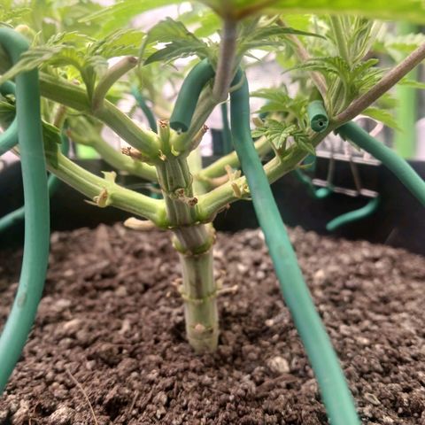 Crescendo Rbx1 growlog timeline photo