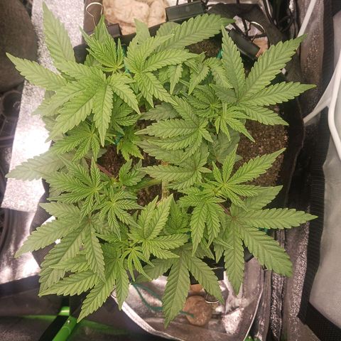 Crescendo Rbx1 growlog timeline photo