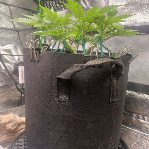 Crescendo Rbx1 growlog timeline photo