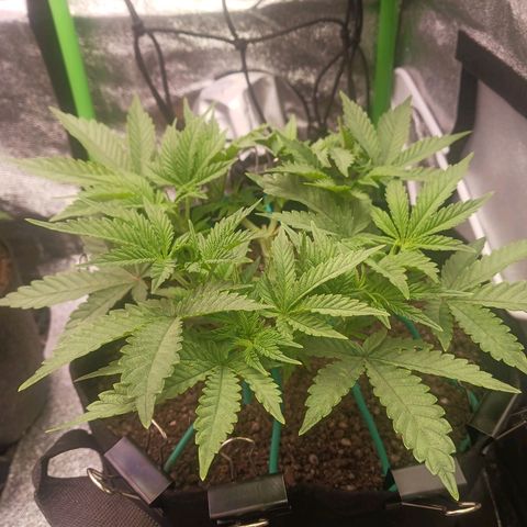 Crescendo Rbx1 growlog timeline photo