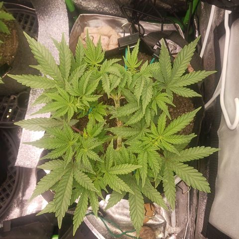 Crescendo Rbx1 growlog timeline photo