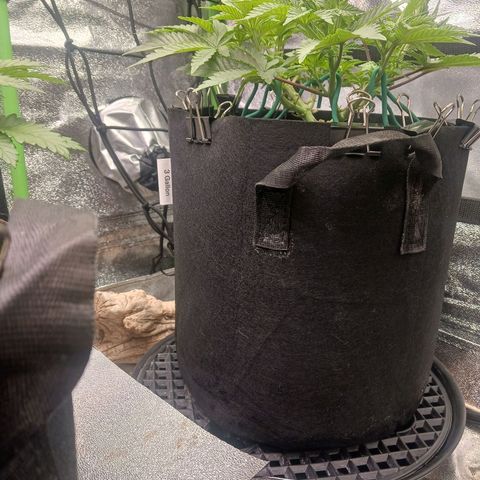 Crescendo Rbx1 growlog timeline photo