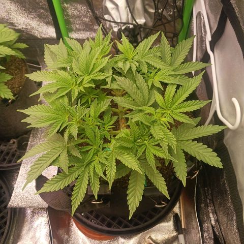 Crescendo Rbx1 growlog timeline photo