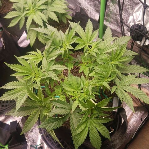 Crescendo Rbx1 growlog timeline photo