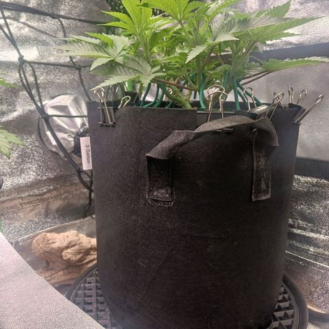 Crescendo Rbx1 growlog timeline photo