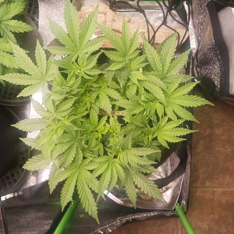 Crescendo Rbx1 growlog timeline photo