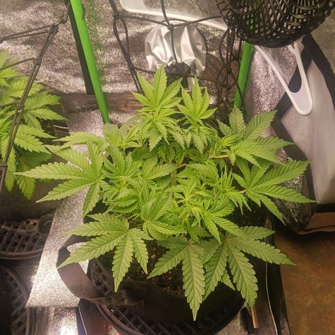 Crescendo Rbx1 growlog timeline photo