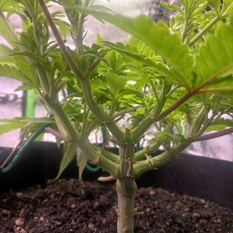 Crescendo Rbx1 growlog timeline photo