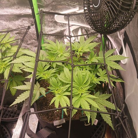 Crescendo Rbx1 growlog timeline photo