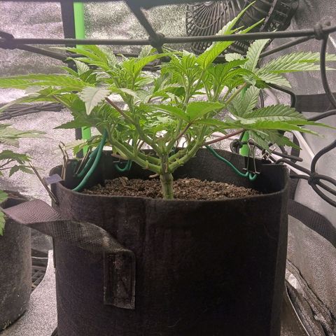 Crescendo Rbx1 growlog timeline photo