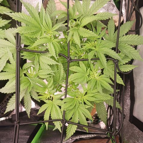 Crescendo Rbx1 growlog timeline photo