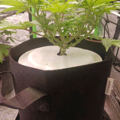 Crescendo Rbx1 growlog timeline photo