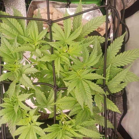 Crescendo Rbx1 growlog timeline photo