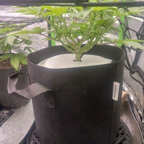 Crescendo Rbx1 growlog timeline photo