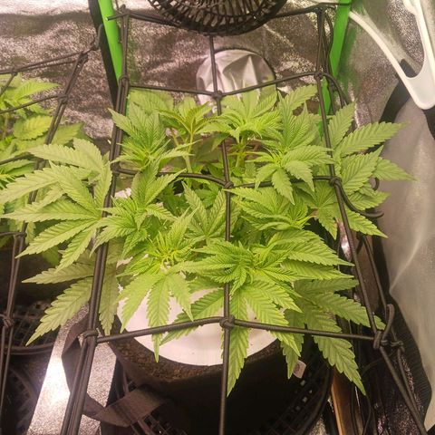 Crescendo Rbx1 growlog timeline photo