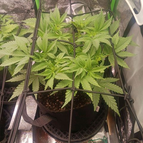 Crescendo Rbx1 growlog timeline photo