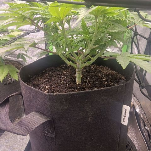 Crescendo Rbx1 growlog timeline photo