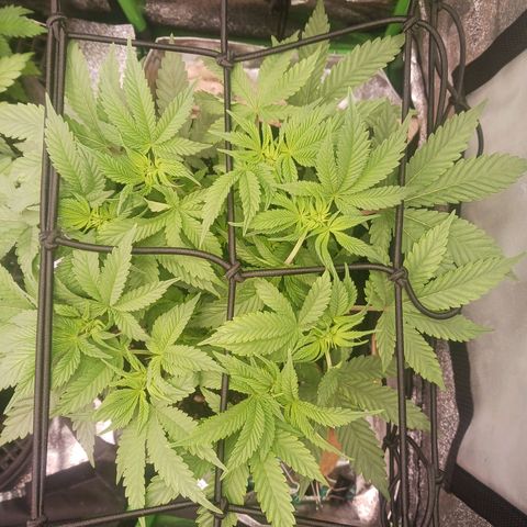 Crescendo Rbx1 growlog timeline photo
