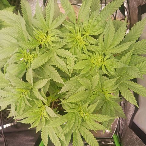 Crescendo Rbx1 growlog timeline photo