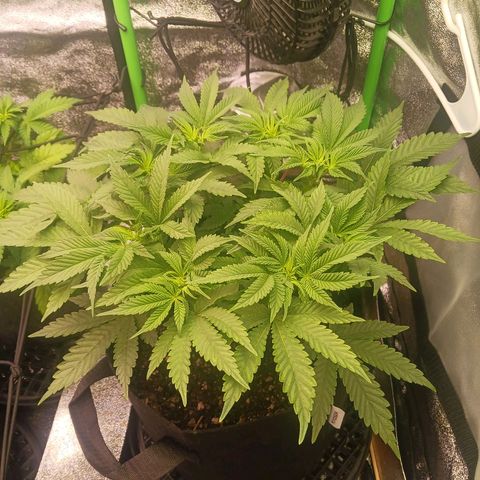 Crescendo Rbx1 growlog timeline photo