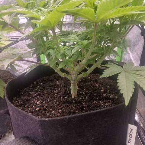 Crescendo Rbx1 growlog timeline photo