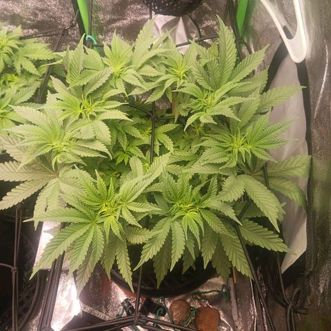 Crescendo Rbx1 growlog timeline photo