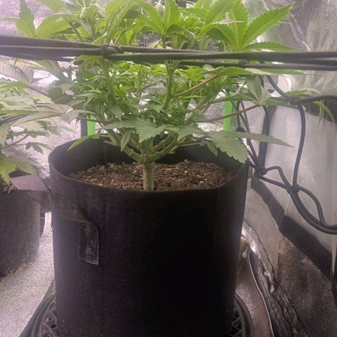 Crescendo Rbx1 growlog timeline photo