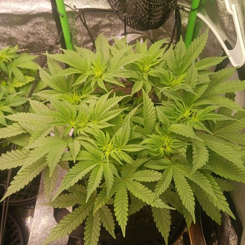 Crescendo Rbx1 growlog timeline photo