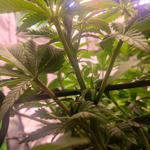 Crescendo Rbx1 growlog timeline photo