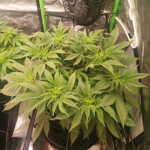 Crescendo Rbx1 growlog timeline photo