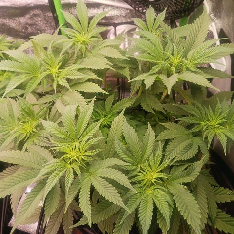 Crescendo Rbx1 growlog timeline photo