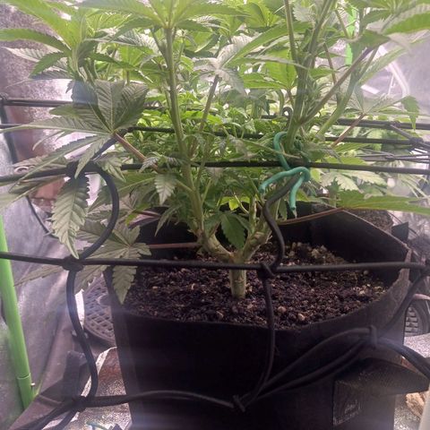 Crescendo Rbx1 growlog timeline photo