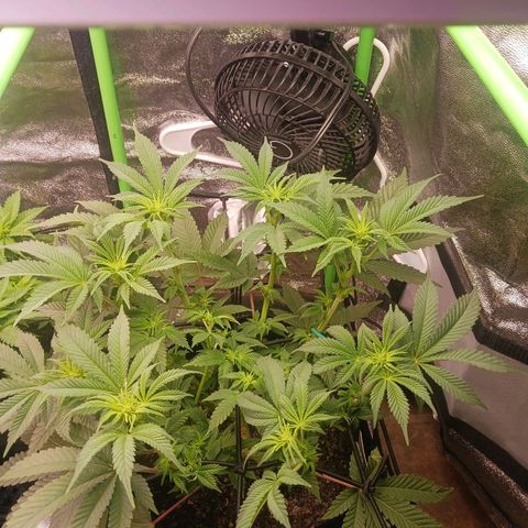 Crescendo Rbx1 growlog timeline photo