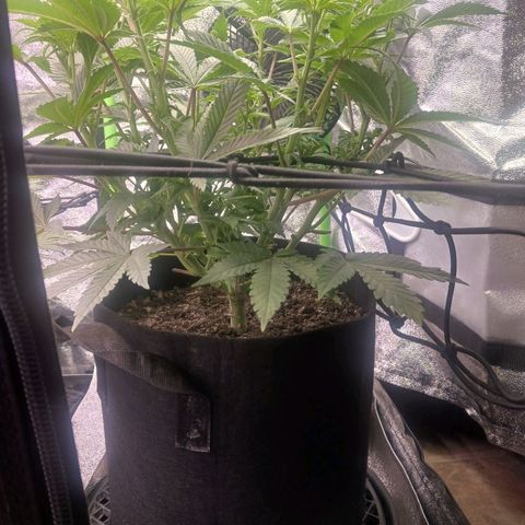 Crescendo Rbx1 growlog timeline photo