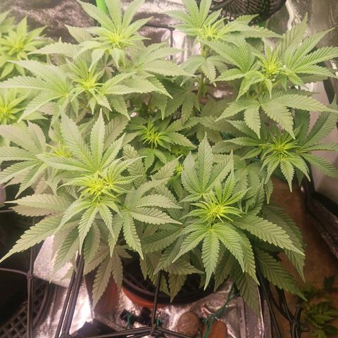 Crescendo Rbx1 growlog timeline photo