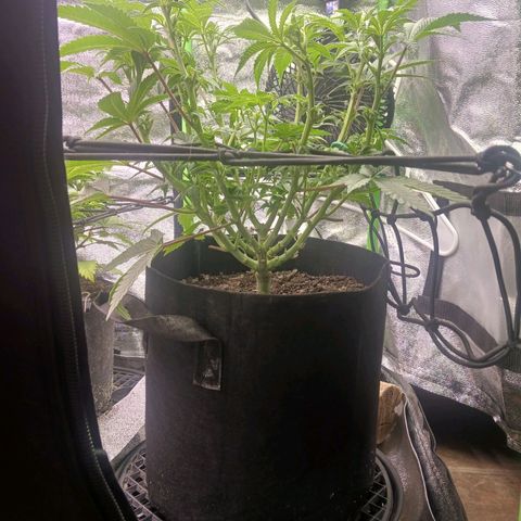 Crescendo Rbx1 growlog timeline photo