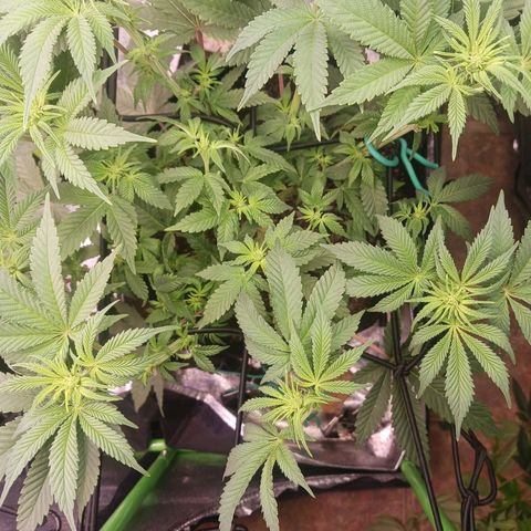 Crescendo Rbx1 growlog timeline photo