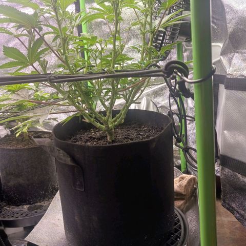 Crescendo Rbx1 growlog timeline photo