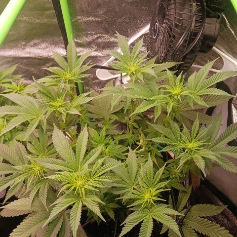 Crescendo Rbx1 growlog timeline photo