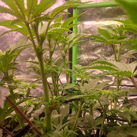 Crescendo Rbx1 growlog timeline photo